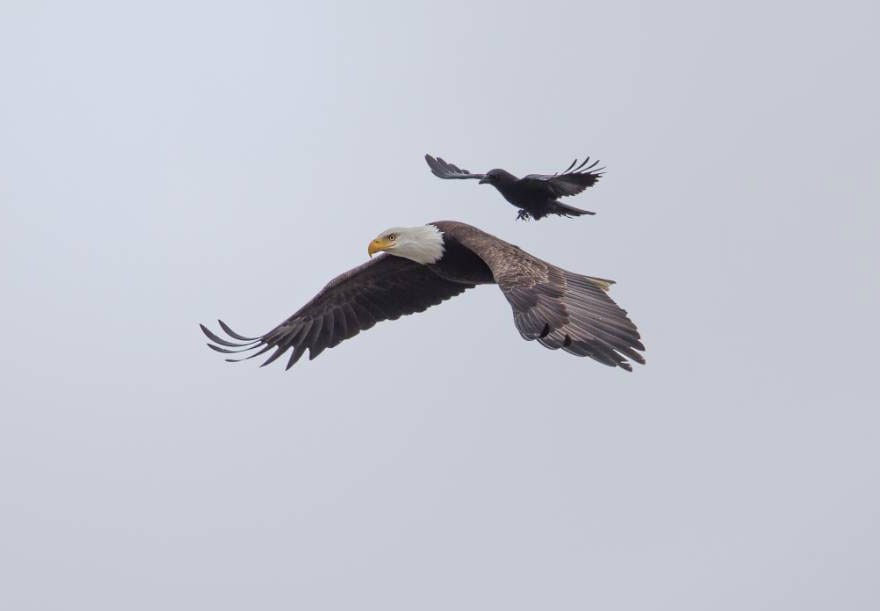 bird-1.jpg