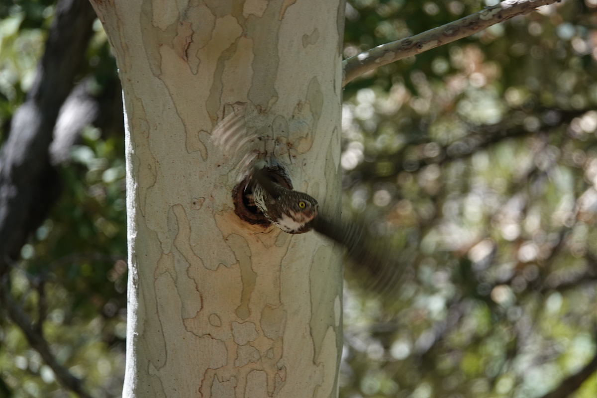 pygmy_owl_m_2019_06_23d.jpg
