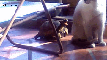 turtle-vs-cat.gif