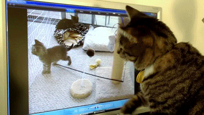 daily_gifdump_532_14.gif
