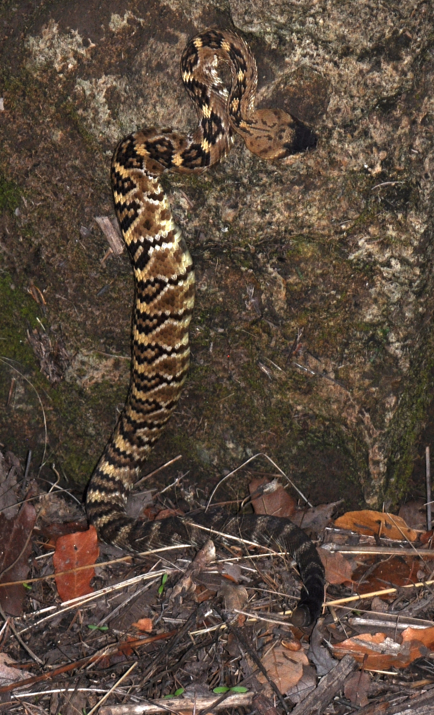blacktail.jpg