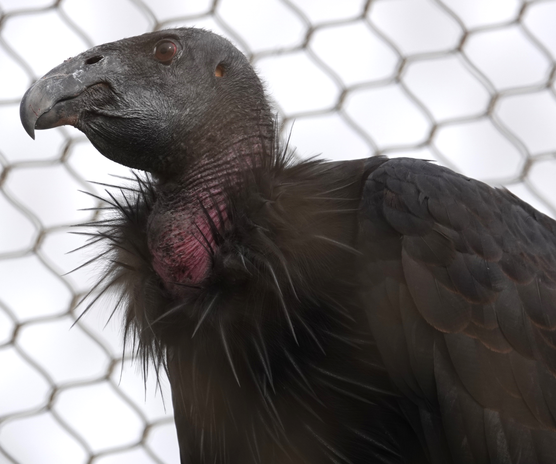 condor_2018_09_13h.jpg