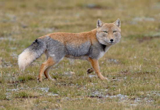 tibetanfox.jpg
