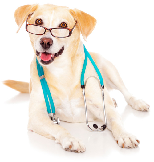 dog-doctor.jpg