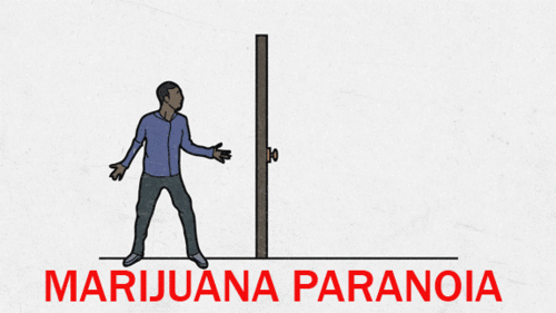 marijuana-paranoia-weed.gif