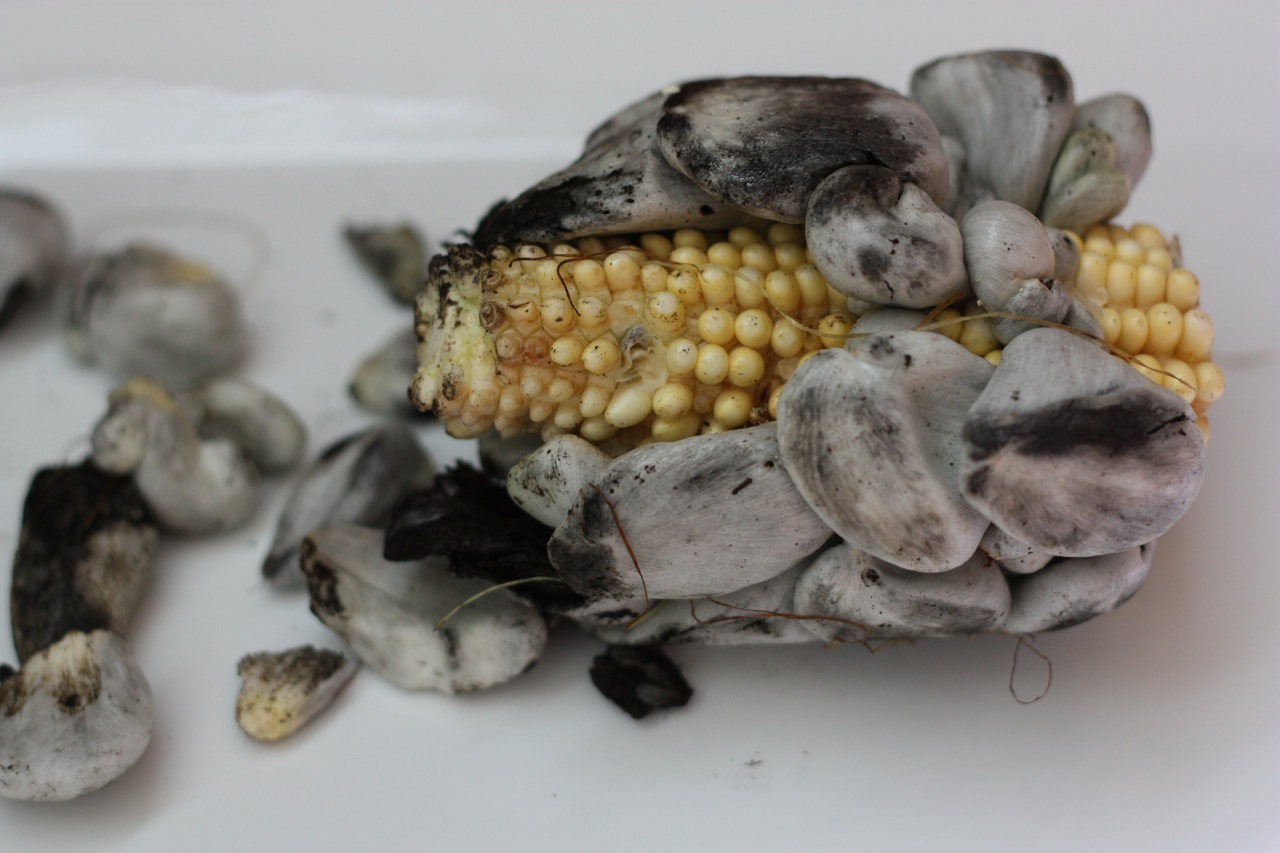 huitlacoche_corncob.jpg