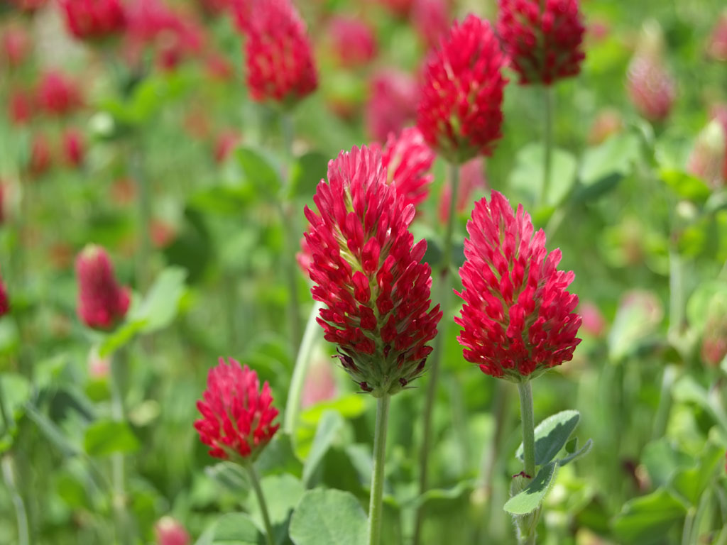 crimson-clover.jpg