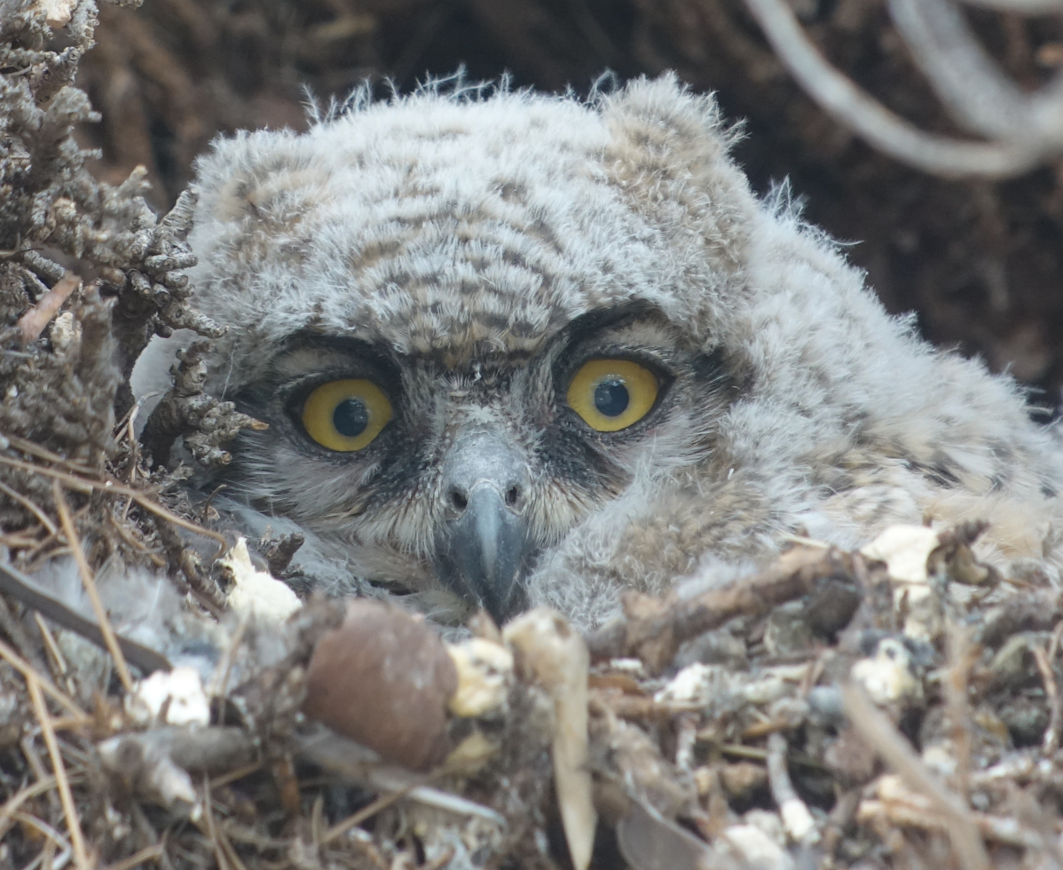 ghowl_2018_05_02.jpg