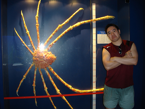 japanesee-spider-crab.jpg