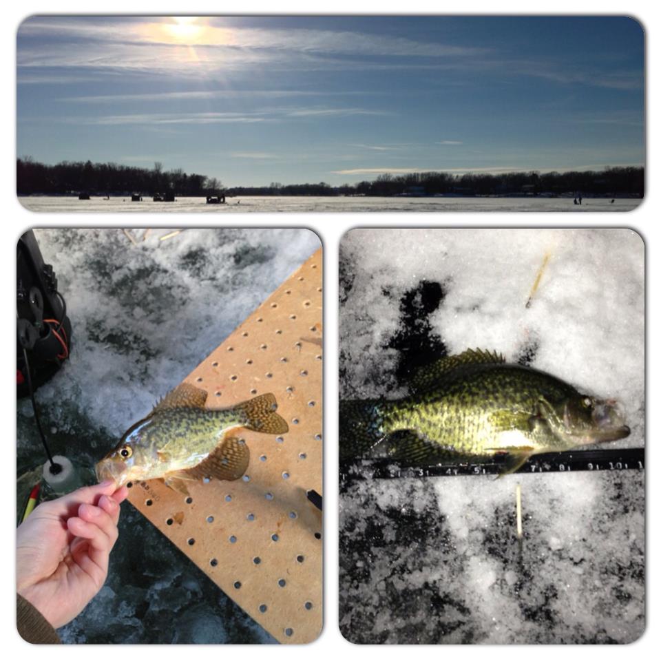 icefish2.jpg