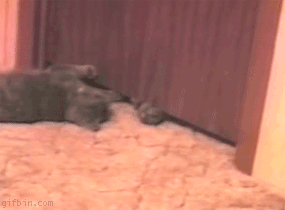 1261175486_cat-under-door.gif
