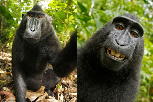 monkey-combined-300x200.png