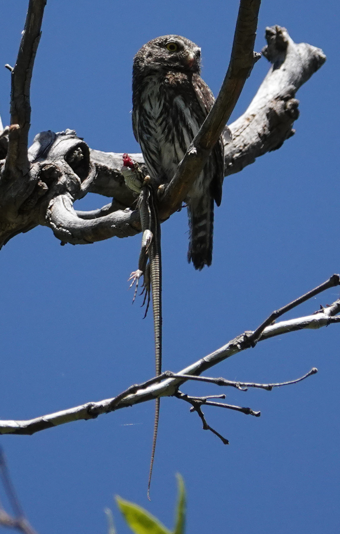 pygmy_owl_m_2019_06_23a.jpg