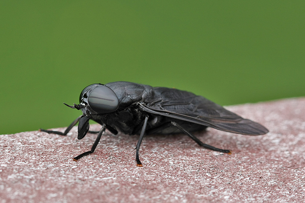 female-black-horse-fly.jpg