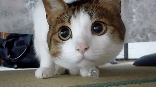 tumblr_mcplhl0d4P1qbyxr0o1_400.gif