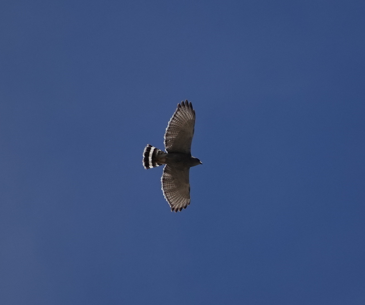 gray_hawk_2019_06_22a.jpg