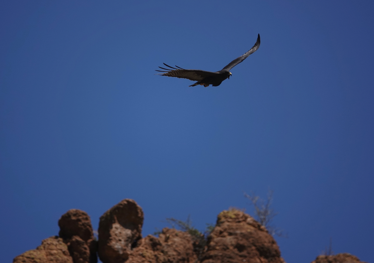 zonetail_2020_04_23a.jpg
