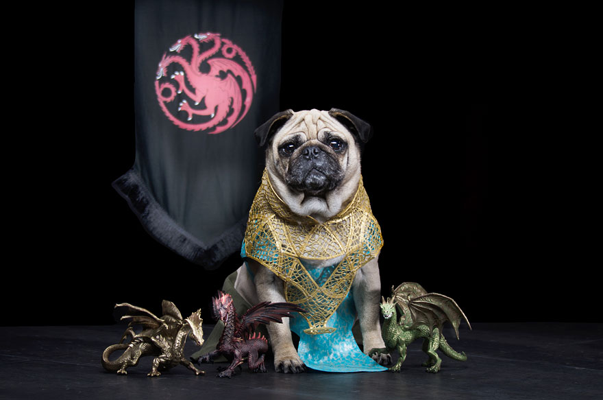 cute-pugs-game-of-thrones-pugs-of-westeros-4.jpg