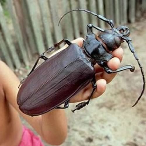 largest-beetle.jpg