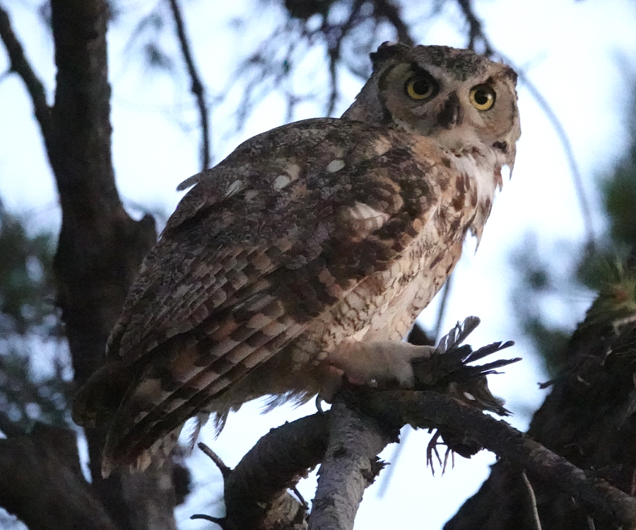 ghowls_2019_07_01a.jpg