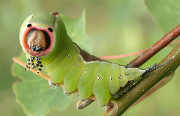 grub.jpg