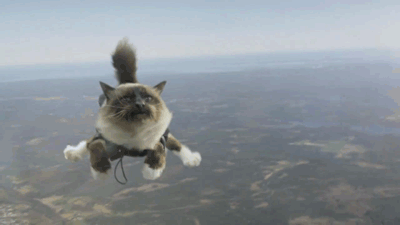 131.gif
