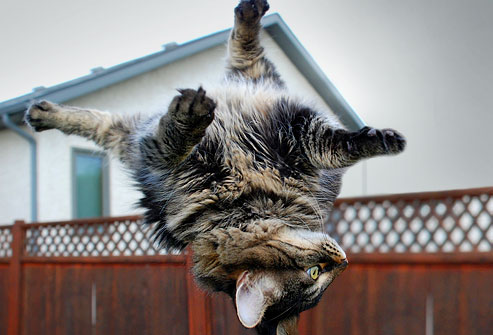 cat-falling.jpg
