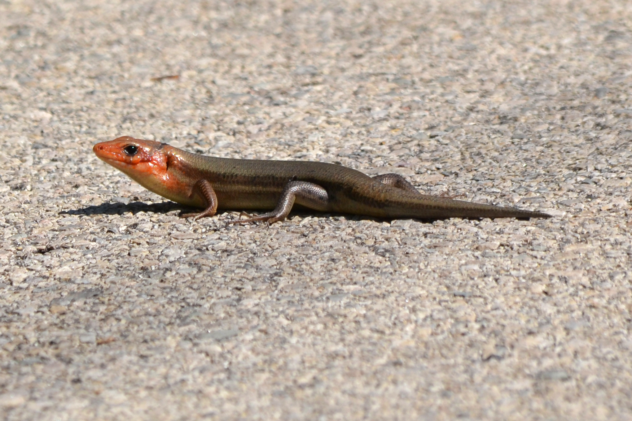 broadhead-skink-lizard-01.jpg