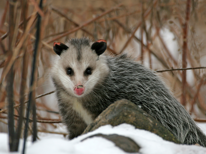 opossum-in-the-snow.jpg