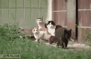 1294314009_rat-attacks-cat.gif
