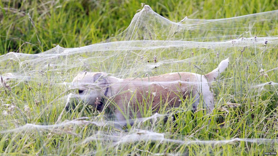 _58903076_dog_web_reu.jpg