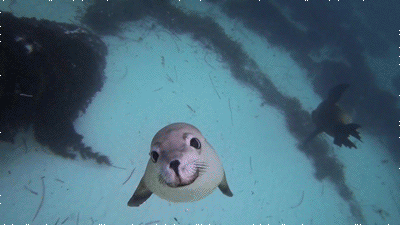 kisses+iftm.gif