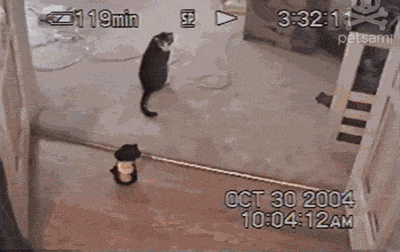 daily_gifdump_509_07.gif