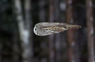 owl-aerodynamics.jpg