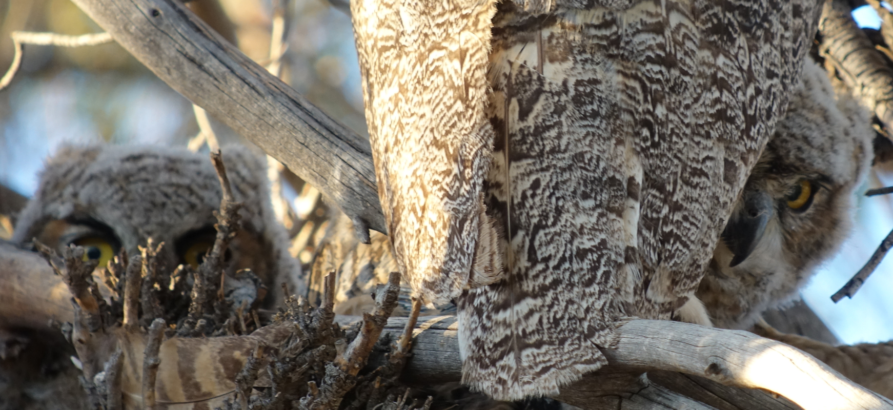 gfhowls_2018_05_09e.jpg