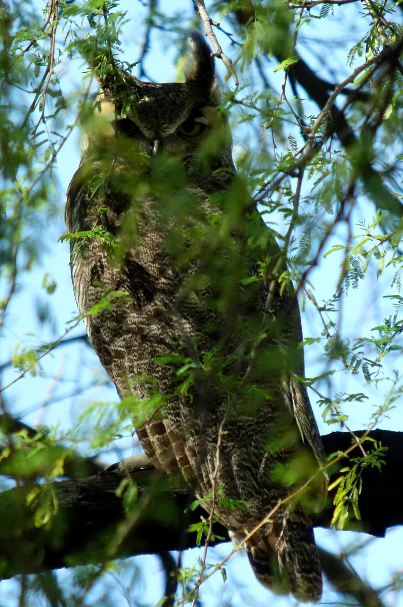 ghowls_2019_04_03e.jpg