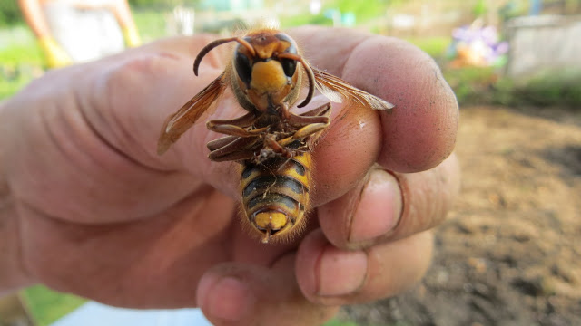 European-hornet-Belinda-Robinson.jpg