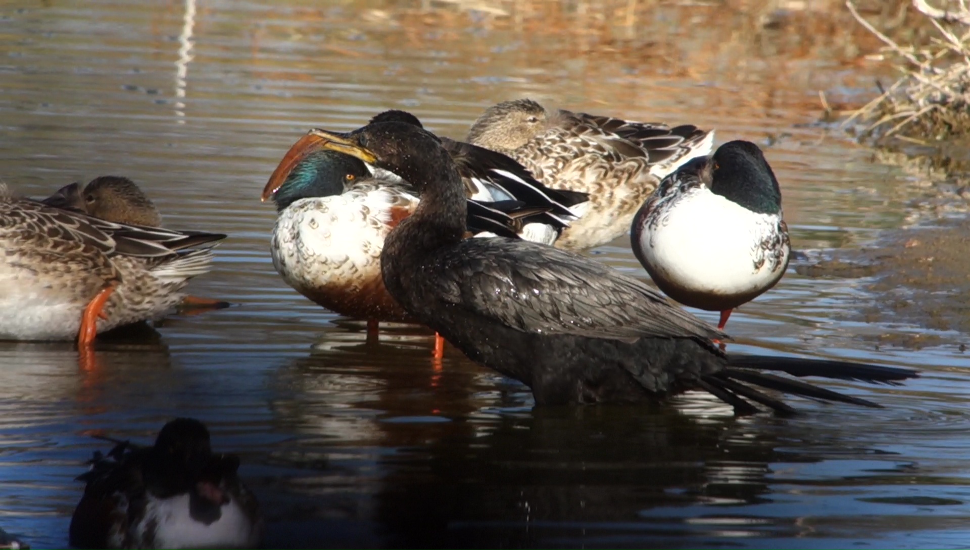 cormorant_leaf.jpg