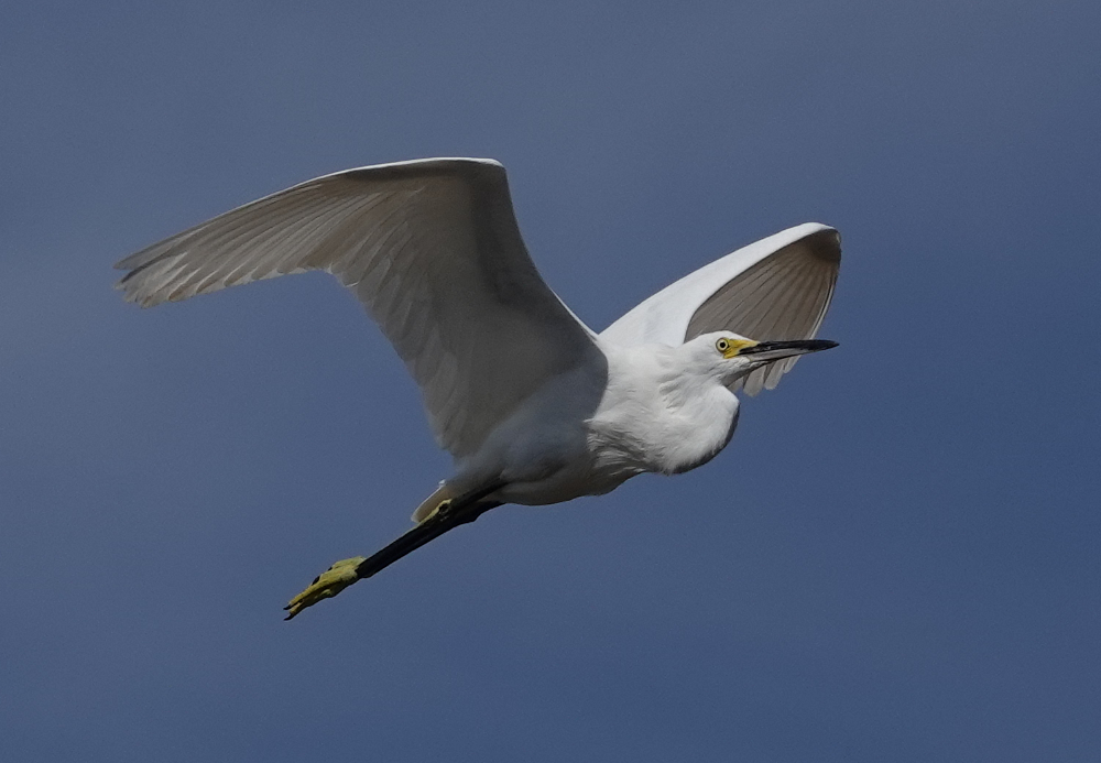 egret_2019_10_16c.jpg