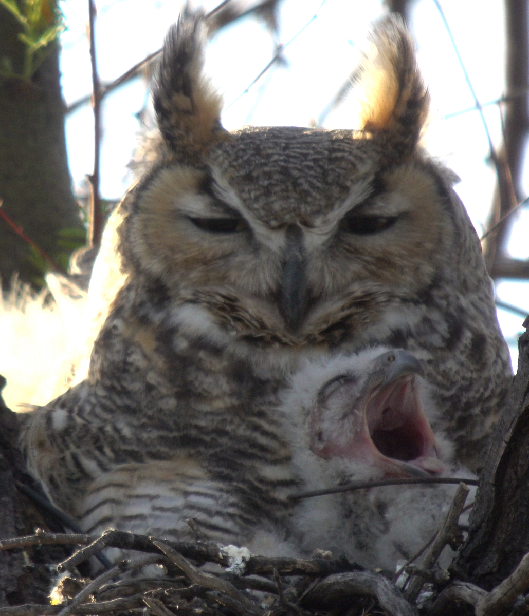 ghowls_2018_04_10f.jpg