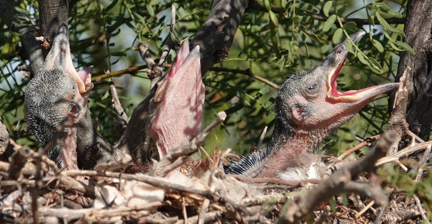 ravens_2019_07_09a.JPG
