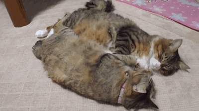 daily_gifdump_514_02.gif
