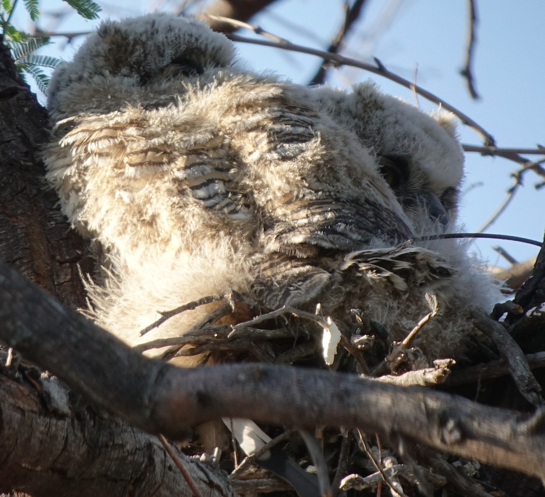 ghowls_2018_04_30.jpg