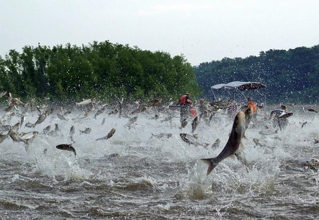 20100602_asian-carp_33.jpg