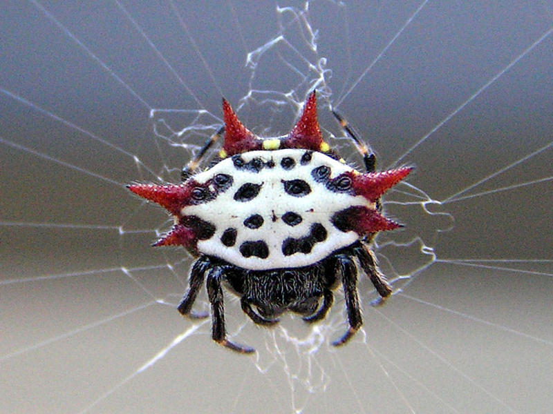 happy-crab-spider-becky-jenney.jpg