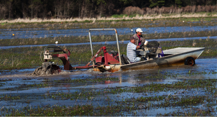 crawdadboat.png