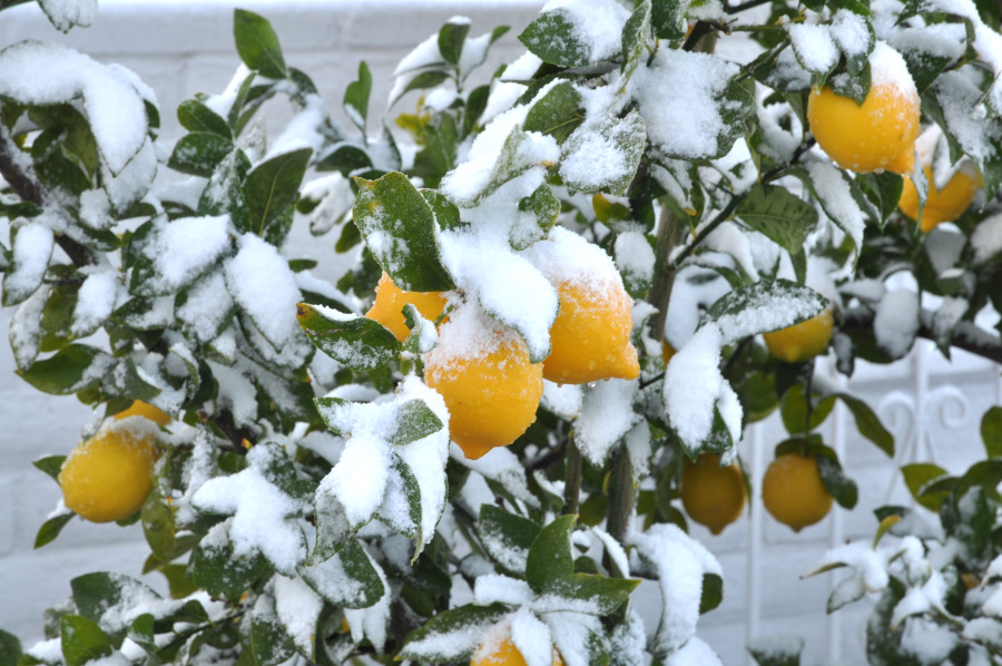 snowlemon.jpg