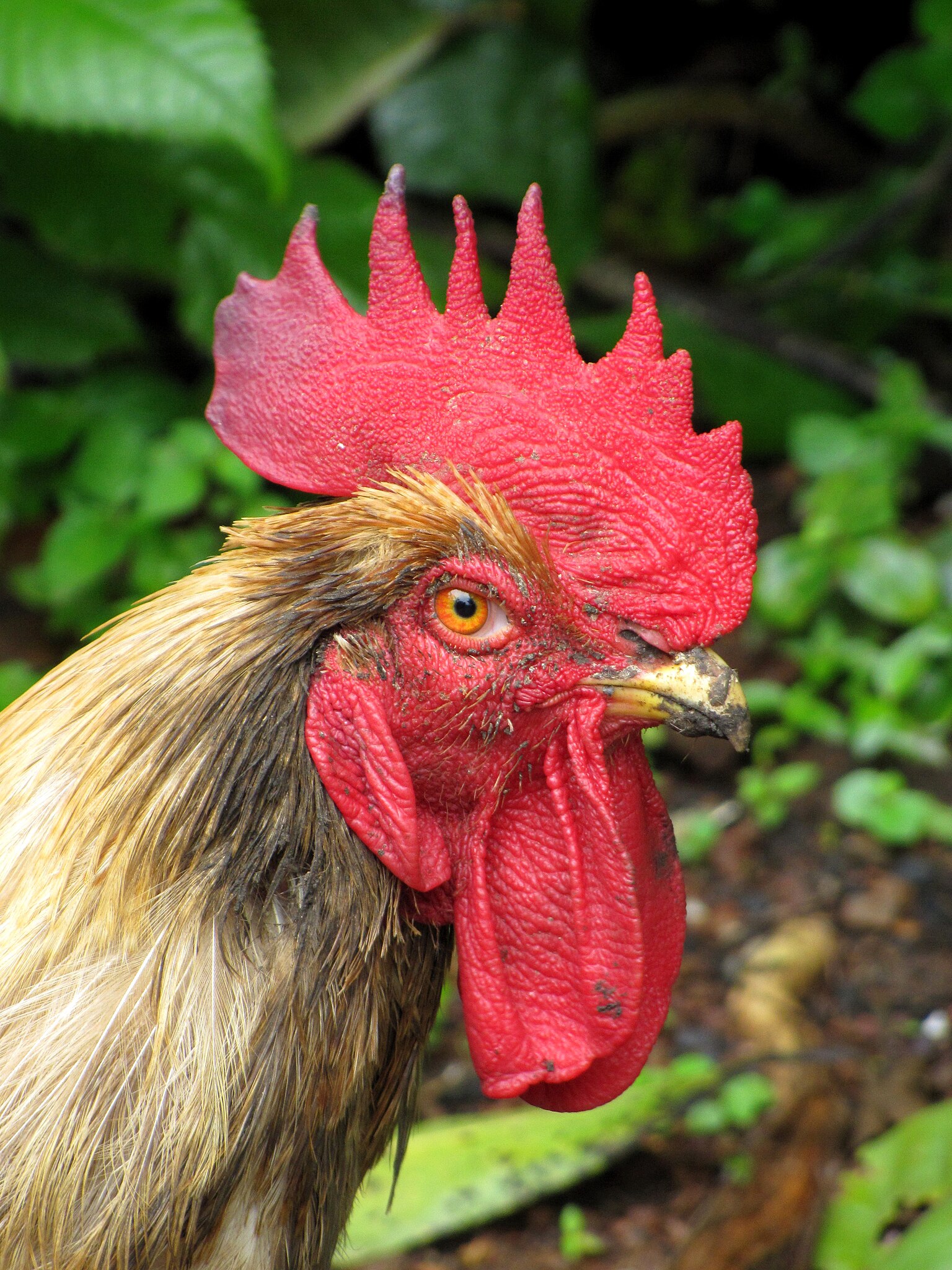 1536px-Cock-from-koovery.jpg