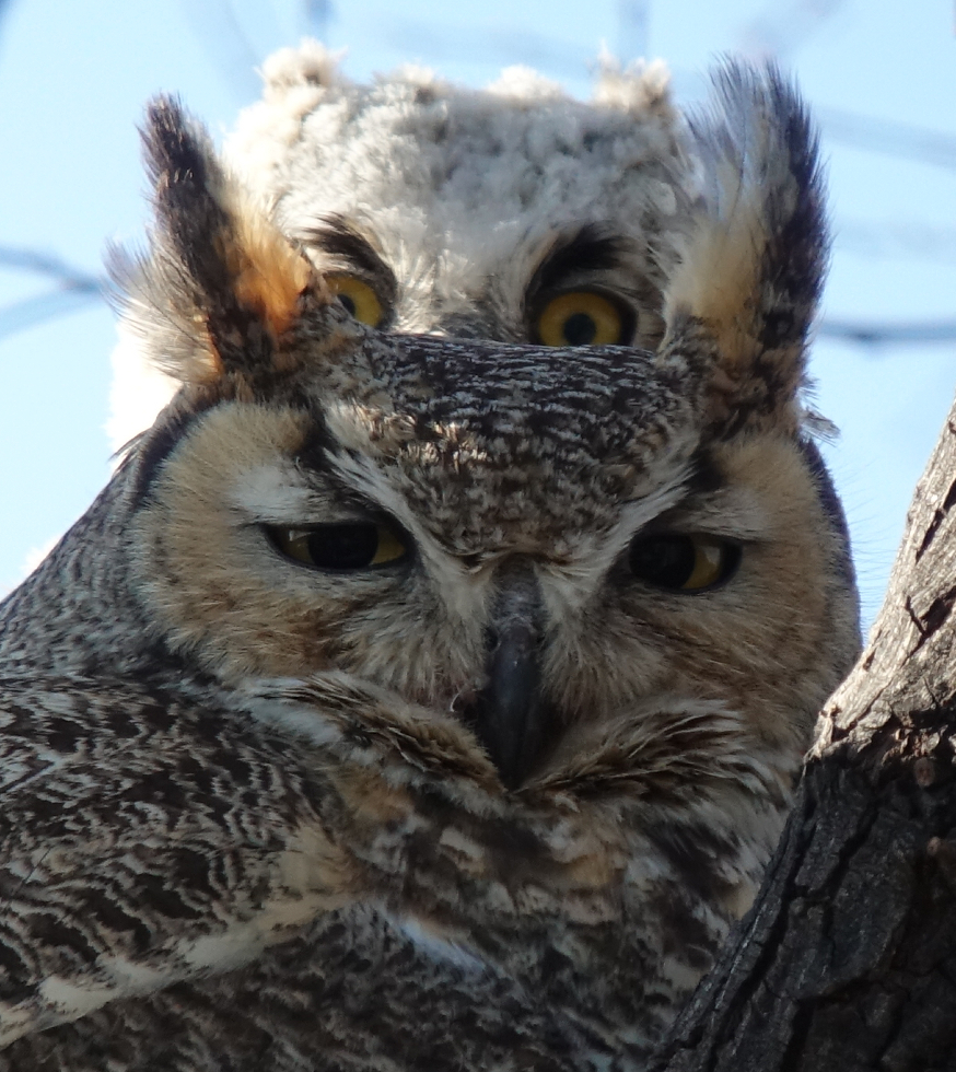 ghowls_2018_05_03a.jpg