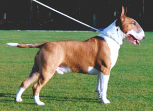 Bull_terrier_2.jpg